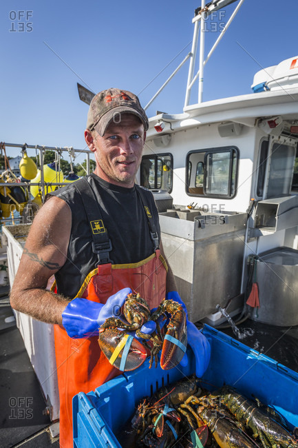 August 3, 2016: Sternman With Lobsters At The Tenants Harbor Fisherman's Coop In Tenants Harbor, Maine