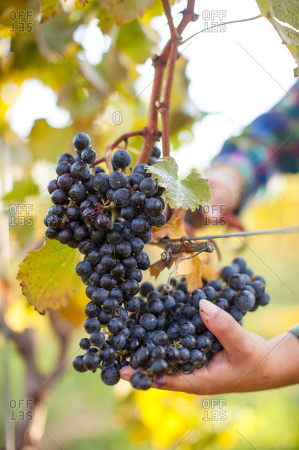 A worker clips a bunch of grapes during the harvest at a Vineyard in Virginia. Crisp, cool, and dry weather makes for the best harvest.