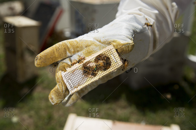 Protected hand of beekeeper holding box with queen honeybee, Massachusetts, USA