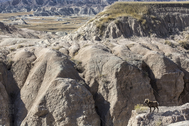 Ram standing on cliff in Badlands National Park, South Dakota, USA