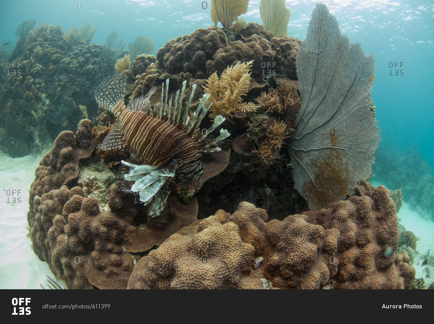 A lion fish hovers near coral in the ocean off of Pompano Kay Belize. The lion fish is an invasive species from the Pacific - in the Atlantic ocean it has no natural predators.