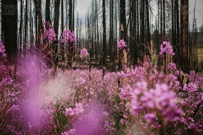 Wildflowers blooming by woods