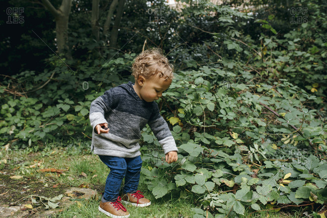 Toddler picking the last wild blackberries on a branch