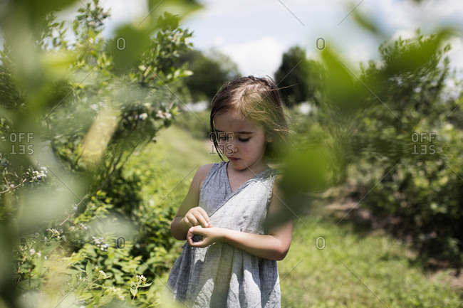 Young girl picking blueberries