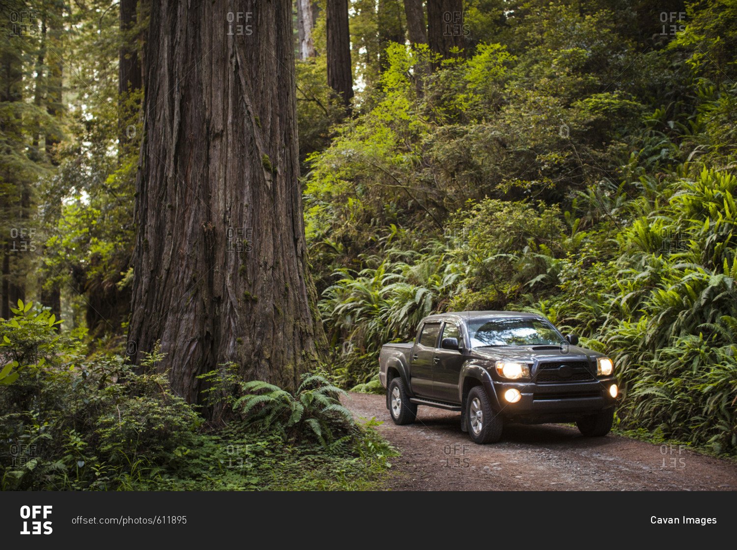 Pickup truck on dirt road amidst forest at Redwood National and State