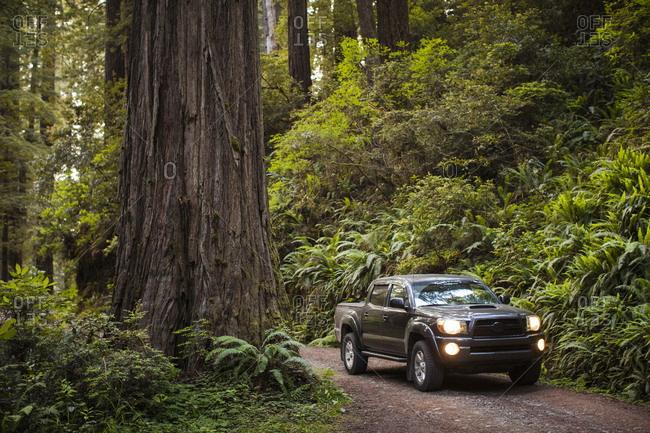 Pick-up truck on dirt road amidst forest at Redwood National and State  Parks stock photo - OFFSET