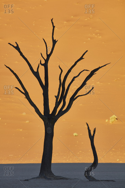 Bare trees in front of a sand dune