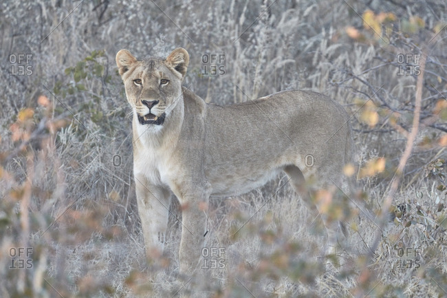 Lion, panthera leo, standing in grassland