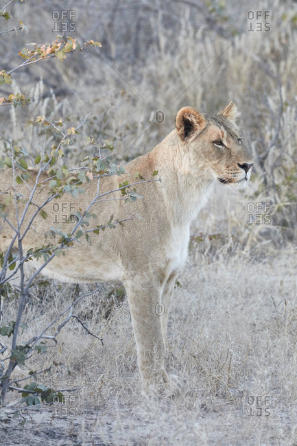 Lion, panthera leo, standing in grassland