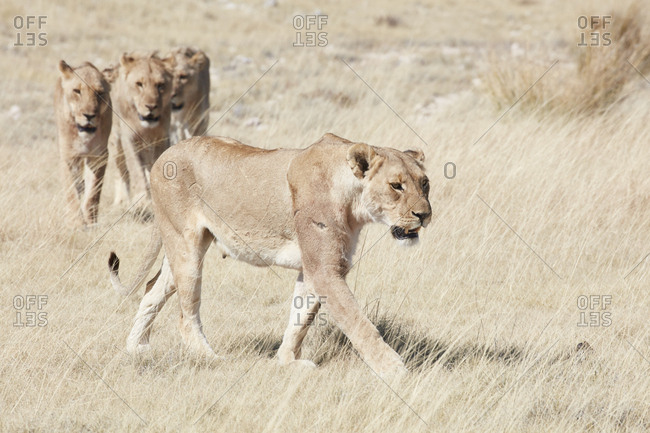 Lions, panthera leo, walking through grassland