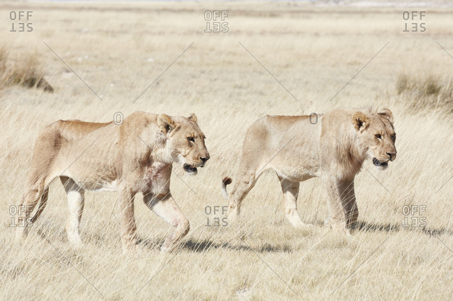 Lions, panthera leo, walking through grassland