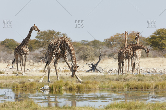 Herd of Angolan giraffes, Giraffa giraffa angolensis, standing in grassland near a watering hole, with one bending down to drink
