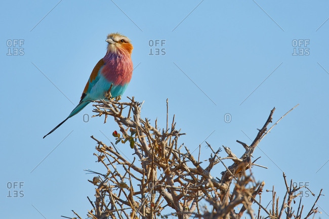A colorful bird, a Lilac-breasted roller, Coracias caudatus perched on a thorny bush