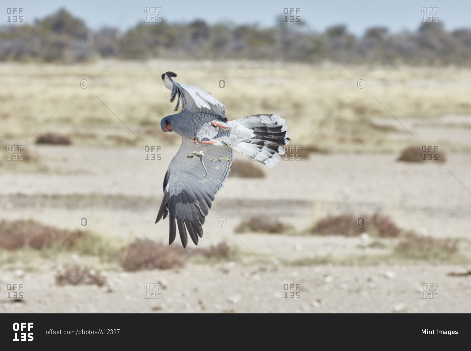 Bird in flight trying to catch prey A Pale Chanting Goshawk, Melierax canorus rising with wings outstretched, with a lizard falling from its talons