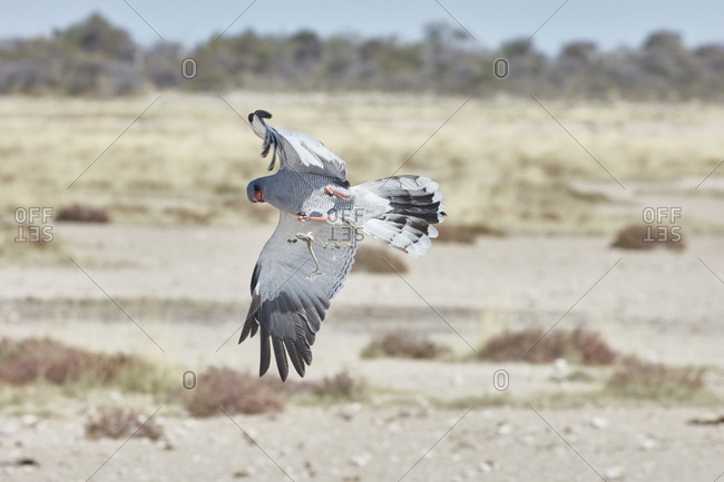 Bird in flight trying to catch prey A Pale Chanting Goshawk, Melierax canorus rising with wings outstretched, with a lizard falling from its talons