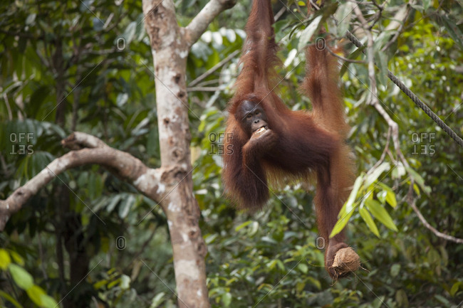 Orangutan hanging from tree holding coconut