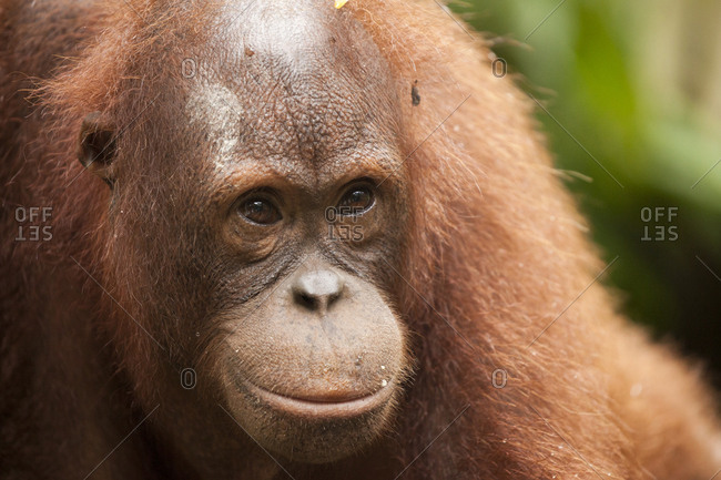 Portrait of an orangutan