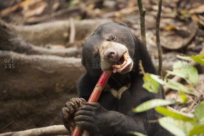 Sun bear chewing on a stick