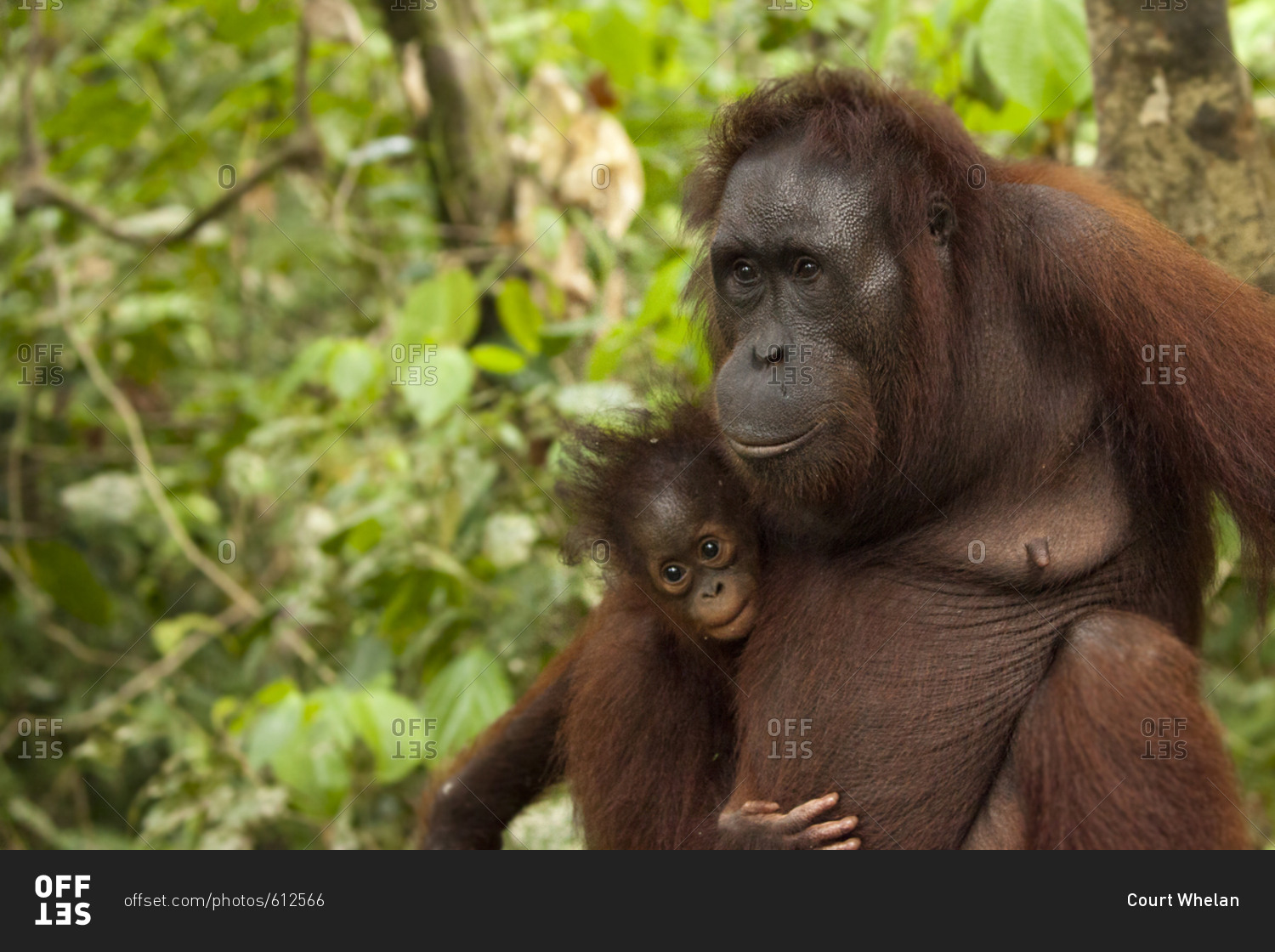 Mother orangutan holding her baby