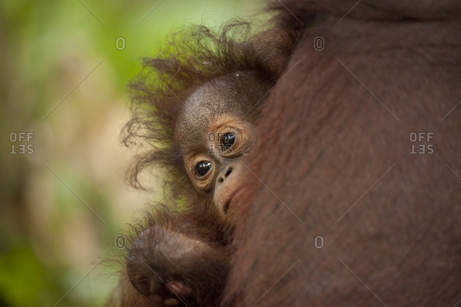 Portrait of a baby orangutan