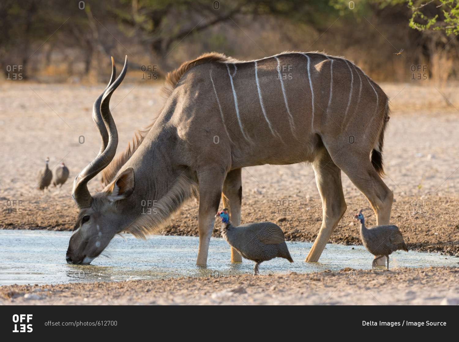 Greater kudu (Tragelaphus strepsiceros), drinking at waterhole, Kalahari, Botswana, Africa