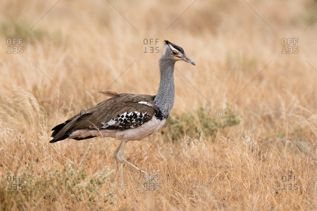 Kori Bustard Stock Photos Offset