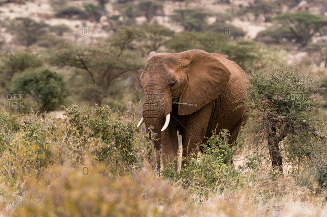 African elephant (Loxodonta Africana), Kalama Wildlife Conservancy, Samburu, Kenya, Africa