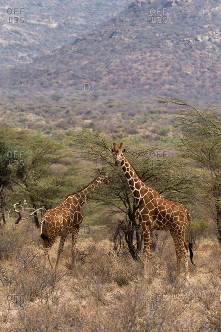 Reticulated giraffe (Giraffa camelopardalis reticulata), Kalama Wildlife Conservancy, Samburu, Kenya, Africa