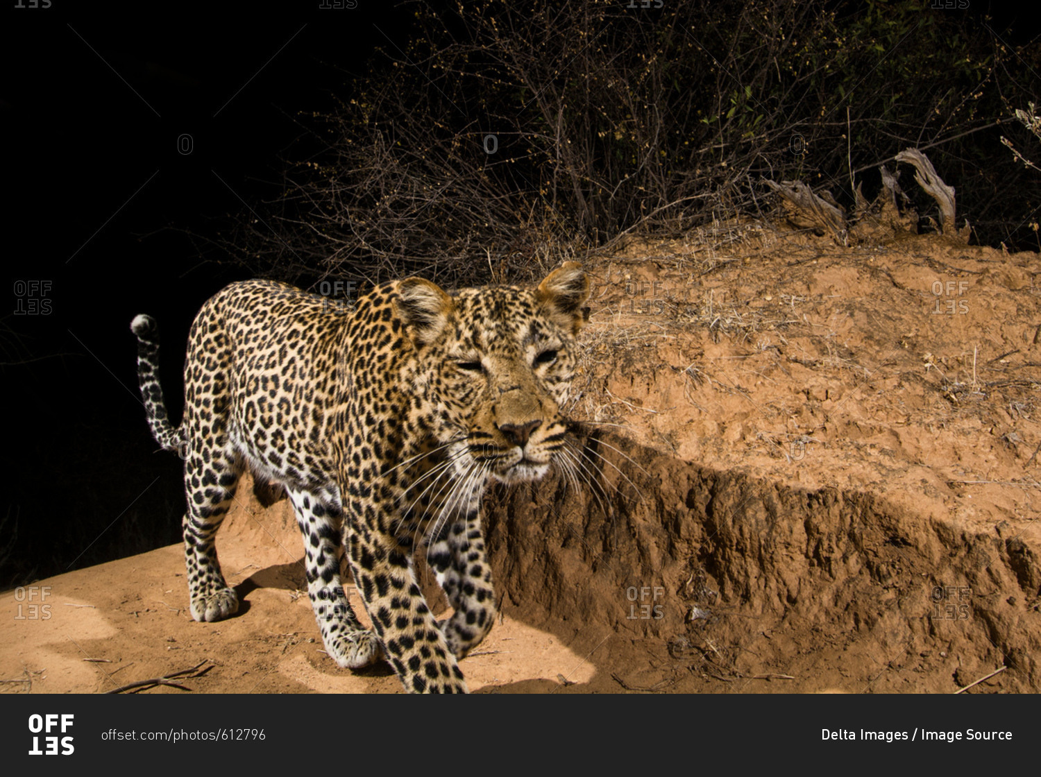 A remote camera trap captures a leopard (Panthera pardus),  Kalama Conservancy, Samburu, Kenya, Africa