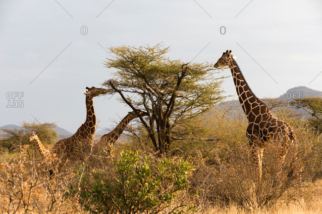 Reticulated giraffe (Giraffa camelopardalis reticulata), Kalama Wildlife Conservancy, Samburu, Kenya, Africa