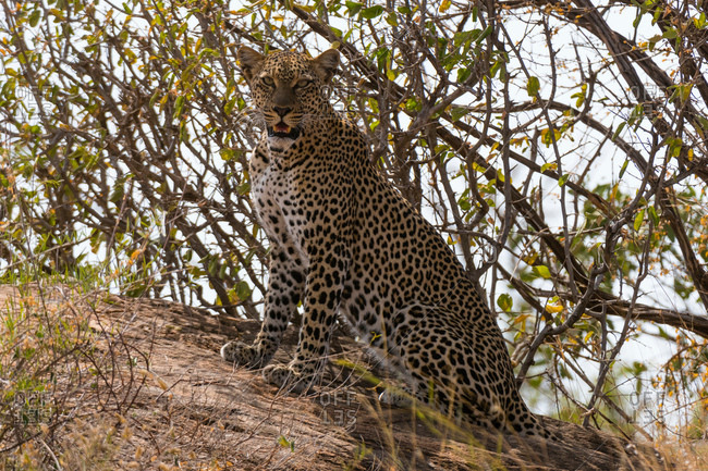 Leopard (Panthera pardus), Samburu National Reserve, Kenya, Africa