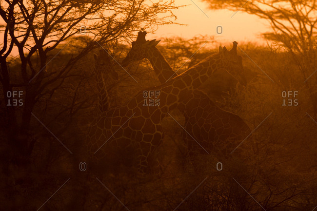 Two reticulated giraffe, Giraffa camelopardalis reticulata), at sunset, Kalama Wildlife Conservancy, Samburu, Kenya, Africa