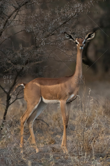Gerenuk (Litocranius walleri), Samburu National Reserve, Kenya, Africa