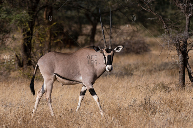 Beisa oryx (Oryx gazella beisa), Kalama Conservancy, Samburu, Kenya, Africa