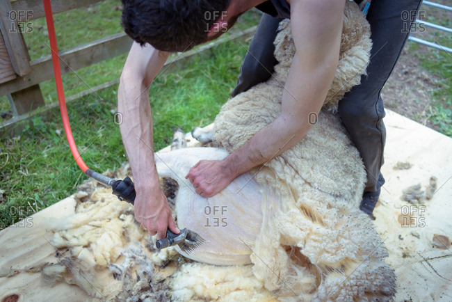 Sheep shearer holding and shearing sheep in field