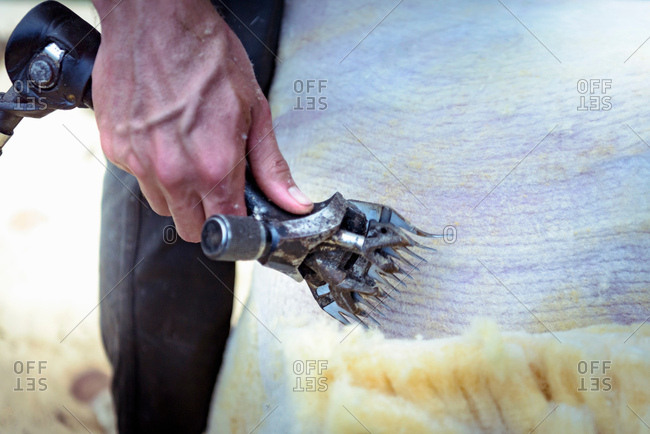 Close up of sheep shearer using electric shears to remove wool from sheep