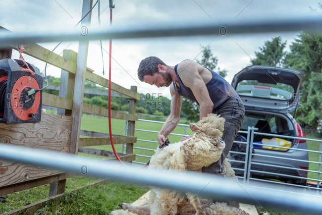 Sheep shearer shearing sheep in holding pen in field