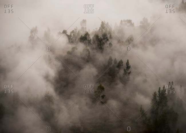 Morning fog in a forest above Tarma, Junin, Peru, South America
