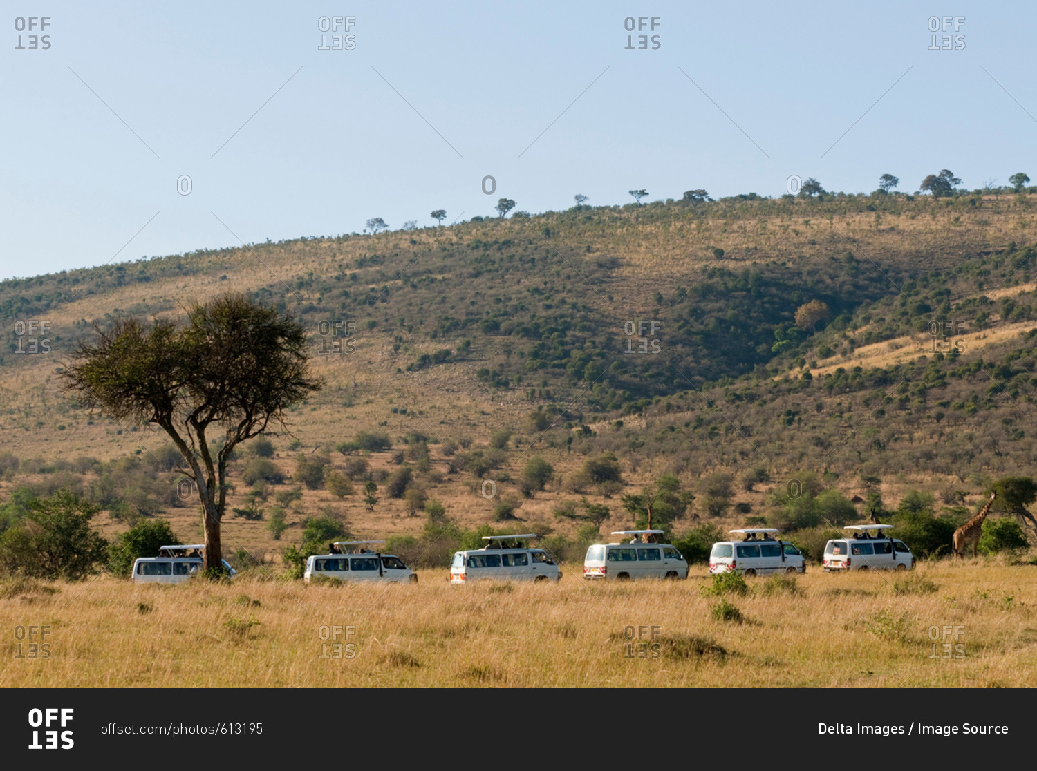 Tourists on safari, watching giraffes, Masai Mara National Reserve, Kenya