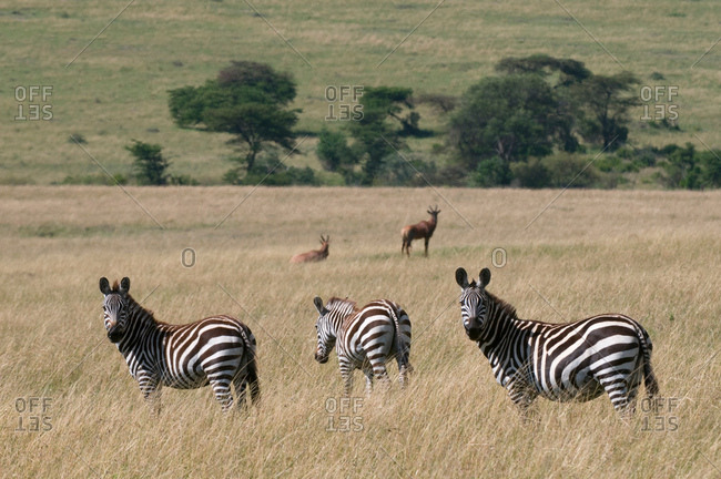Common Zebra (Equus quagga), Masai Mara National Reserve, Kenya
