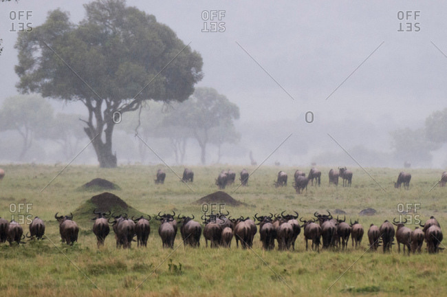 Wildebeest (Connochaetes taurinus) following the rain during annual migration, Masai Mara National Reserve, Kenya