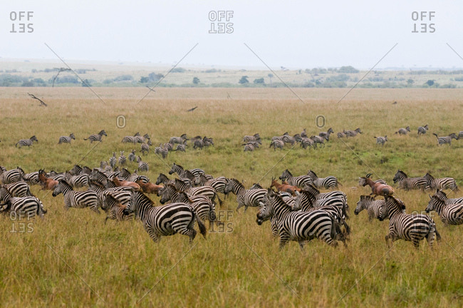 Common Zebra (Equus quagga) and Topi (Damaliscus korrigum) migrating, Masai Mara National Reserve, Kenya