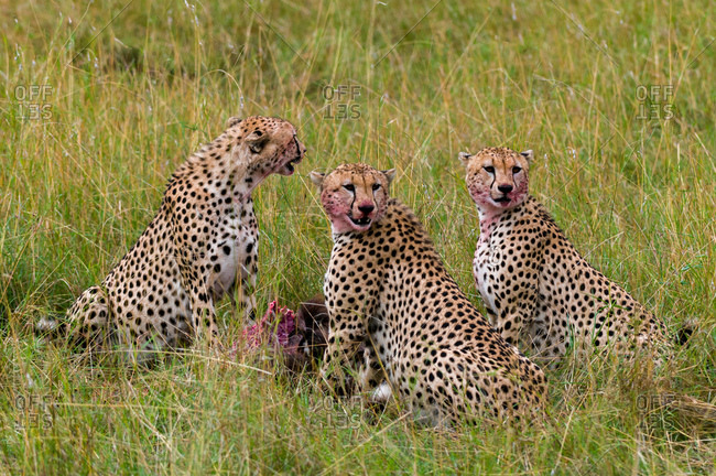 Cheetah (Acinonyx jubatus) eating Wildebeest kill, Masai Mara National Reserve, Kenya