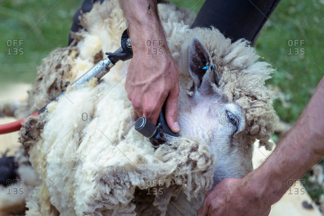 Close up of sheep shearer removing wool from sheep