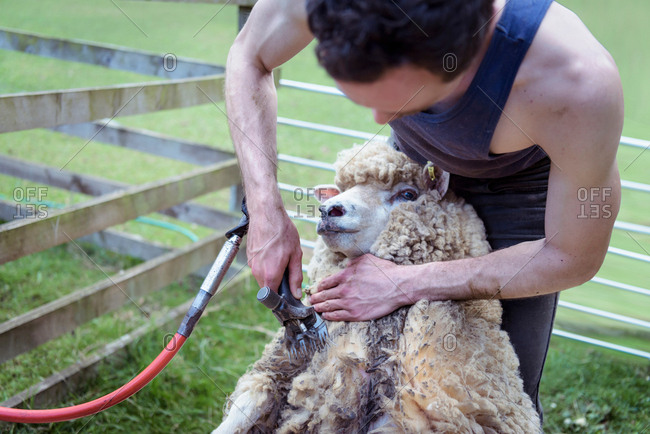 Sheep shearer using shearing tool on sheep