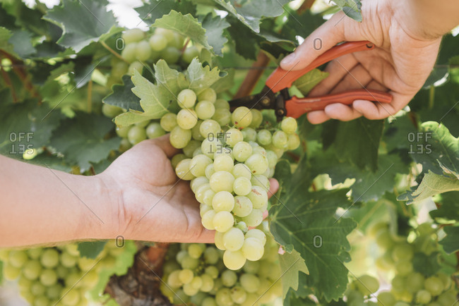 Harvesting green grapes from vine