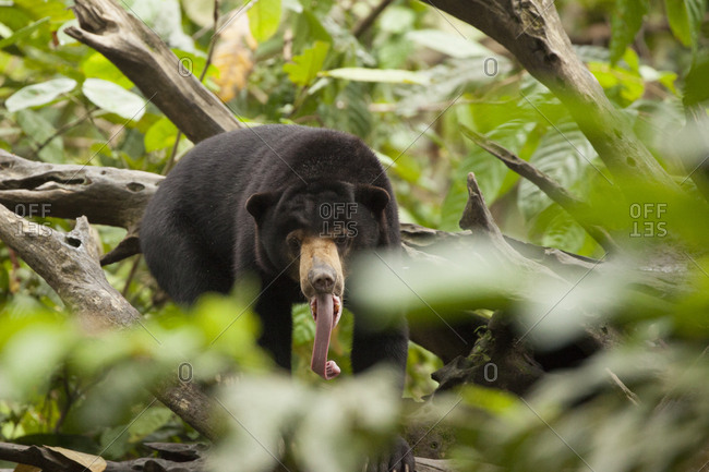 Sun bear with an extended tongue