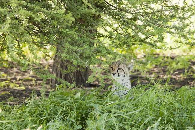 Cheetah cub peering under branches