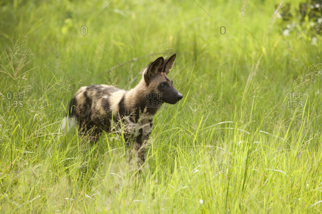 African wild dog in tall grass