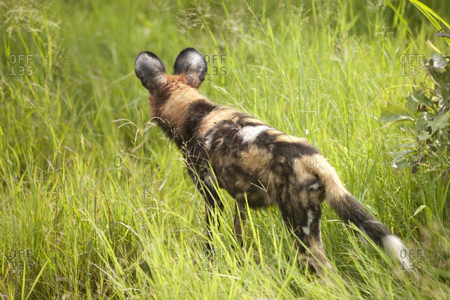 African wild dog on hunt